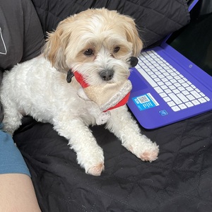 Fundraising Page: Susan Oleary